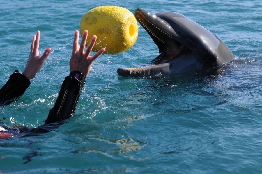 🐬 무로토 돌고래 센터(무로토도루휜센타) 이미지 6